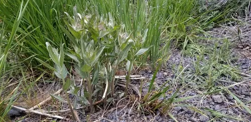 Hall's milkweed