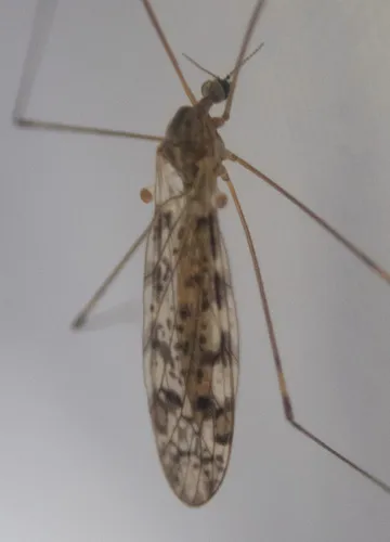 Dicranomyia venusta