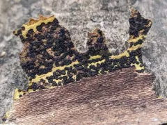 Sycamore Splank thumbnail 3