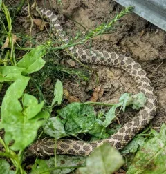 Plains Hognose Snake thumbnail 2