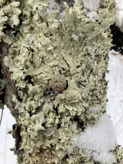 Tremella flavoparmeliae thumbnail 2