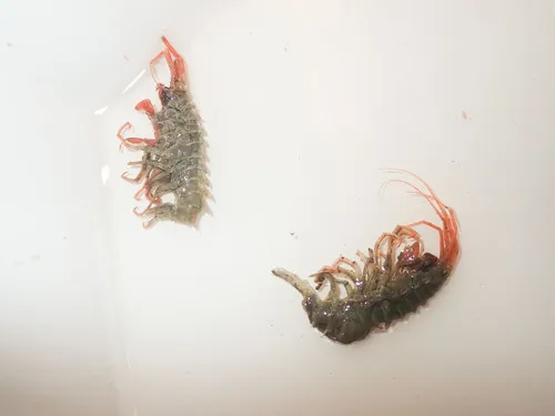 Amathillopsis spinigera