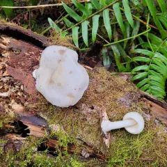 Western Deer Mushroom thumbnail 3