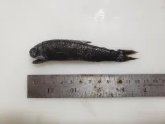 Mirror Lanternfish thumbnail 1