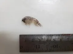 Themisto libellula thumbnail 2