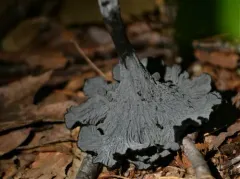 Craterellus venosus thumbnail 2