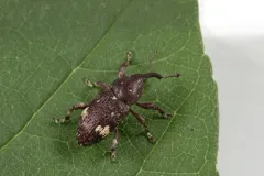 Pissodes affinis thumbnail 2