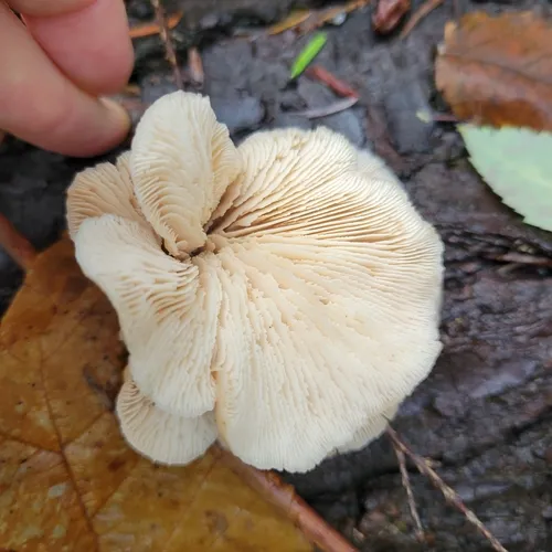 bear lentinus