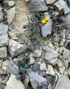 Northwestern Groundsel thumbnail 3