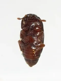 Carpophilus marginellus thumbnail 1