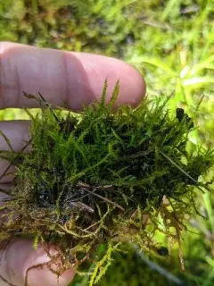 Dull Starry Feather-moss thumbnail 2
