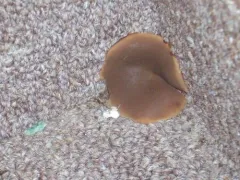 Home Cup thumbnail 1