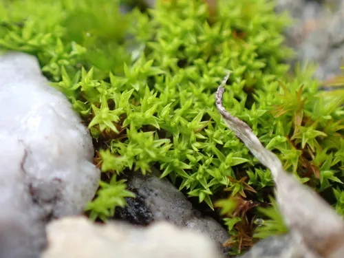 Hornschuch's Beard-moss