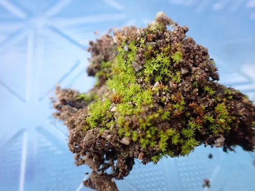 lesser bird's-claw beard-moss