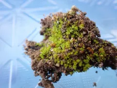 lesser bird's-claw beard-moss thumbnail 1