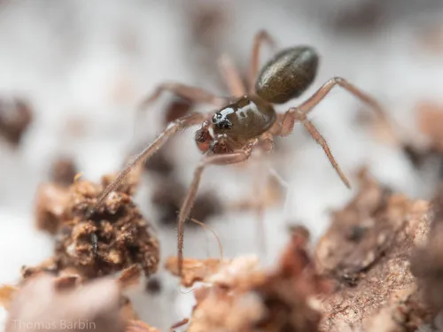 Tachygyna vancouverana
