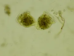 Campanella umbellaria thumbnail 2