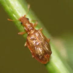 Swollen Fungus Beetle thumbnail 3