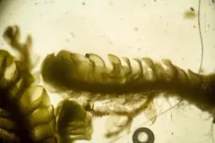 Kunze's Pawwort thumbnail 4