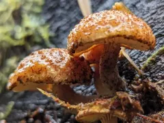 sticky sawgill thumbnail 2