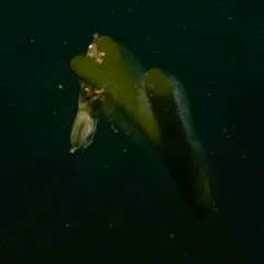 Baltic Isopod thumbnail 3