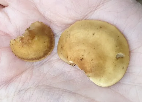 Crepidotus fraxinicola
