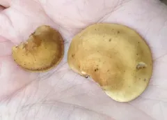 Crepidotus fraxinicola thumbnail 1