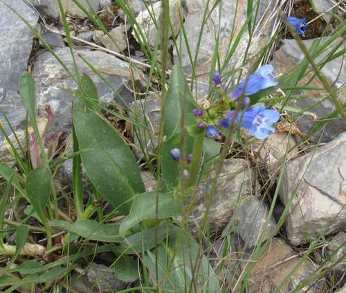 Blue beardtongue