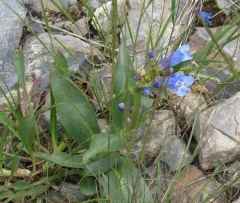 Blue beardtongue thumbnail 1