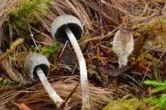 warty inkcap thumbnail 2