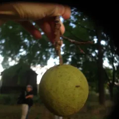 eastern black walnut thumbnail 1