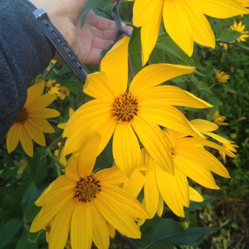 Jerusalem artichoke