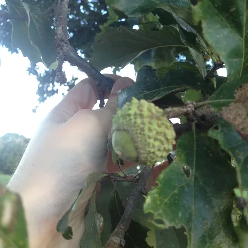 swamp white oak