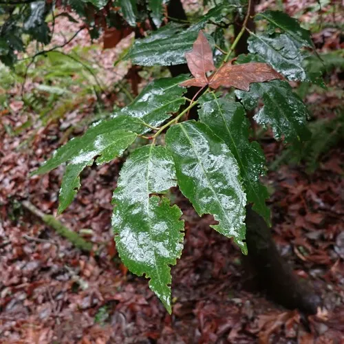 Portuguese laurel