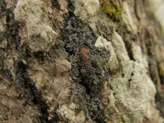 Petaled Shingle Lichen thumbnail 3