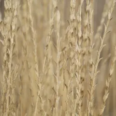 Tall Wheat Grass thumbnail 2