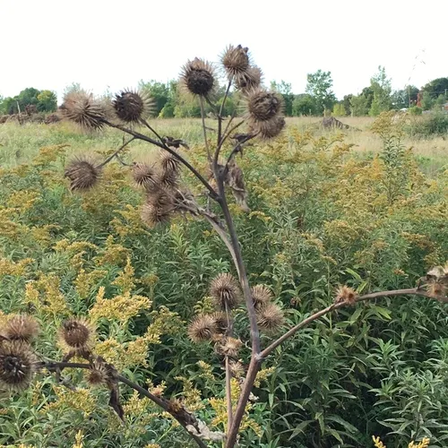 greater burdock