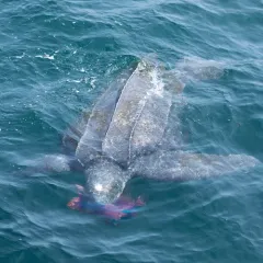 Leatherback Sea Turtle thumbnail 4