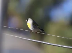 Lawrence's Goldfinch thumbnail 2