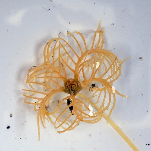 Yellow Sea Lily