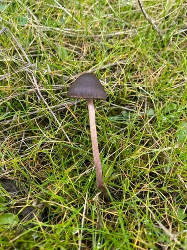 Panaeolus olivaceus