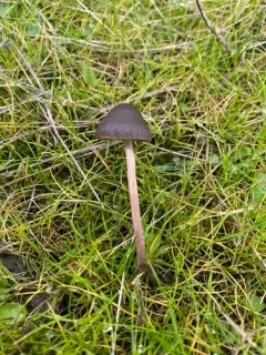 Panaeolus olivaceus thumbnail 1