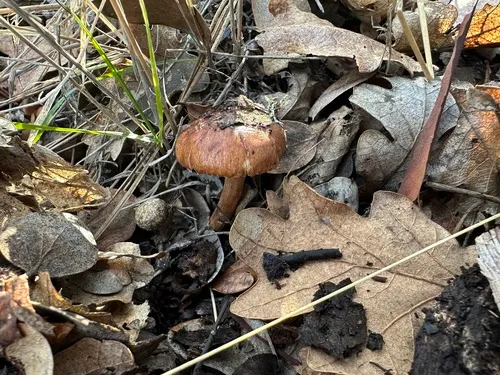 Hebeloma harperi