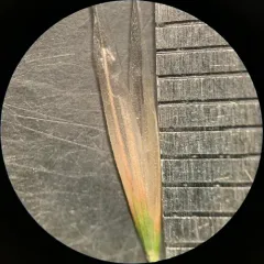 Columbia needlegrass thumbnail 4