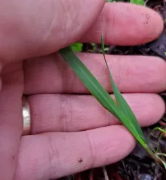 Alaska Oniongrass thumbnail 4