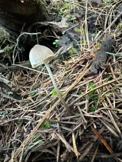 Drab Bonnet thumbnail 2