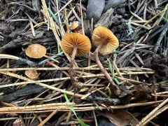Conifer Bell thumbnail 1