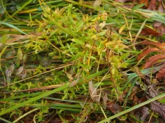 Creeping Sandwort thumbnail 4