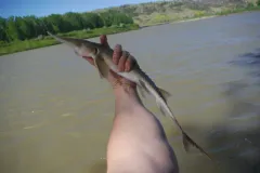 Pallid Sturgeon thumbnail 4