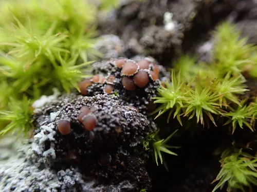 Petaled Shingle Lichen